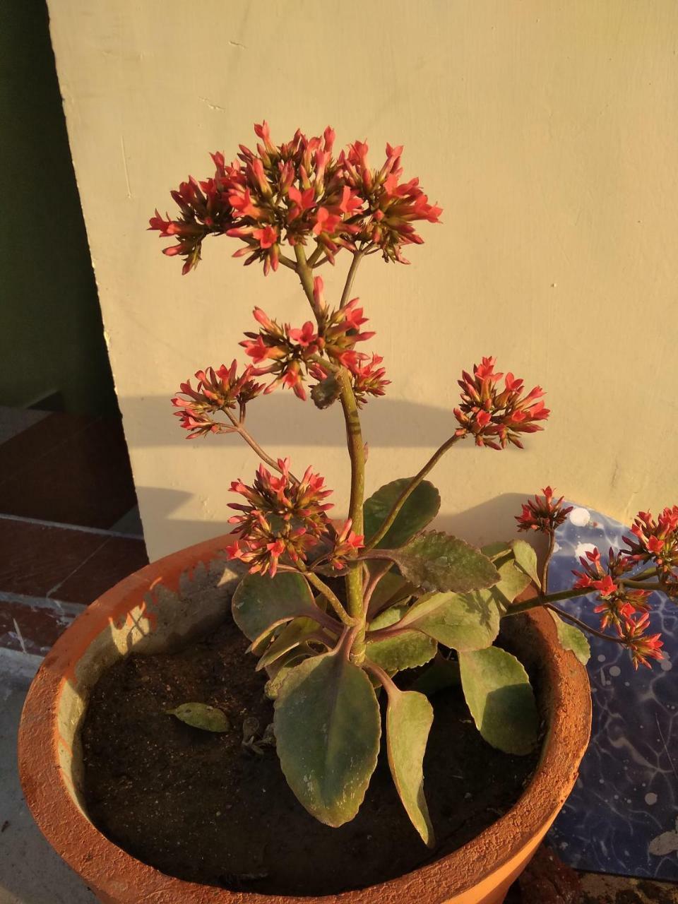 Shree Ram Homestay Orchha Bagian luar foto